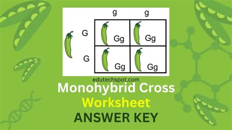 Read Online Monohybrid Cross Worksheet Answer Key 