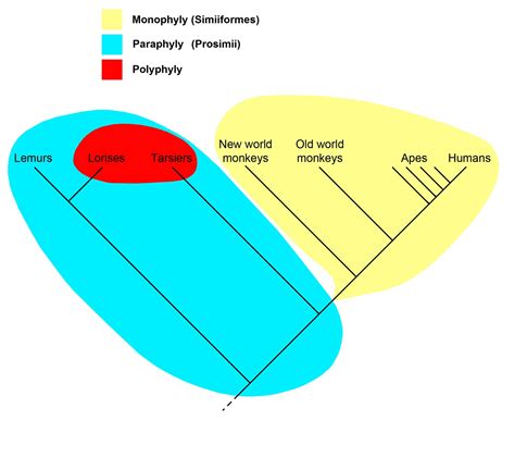 Monophyletic Group Example