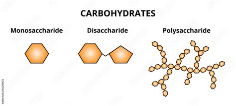 Monosaccharide Disaccharide Polysaccharide