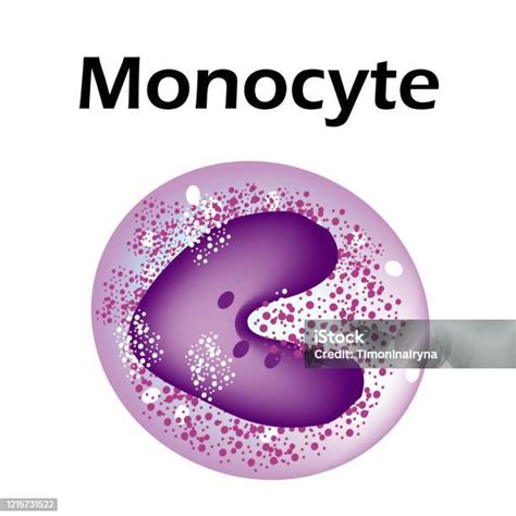 monosit | Php dch limpa thnh Ting Vit Glosbe