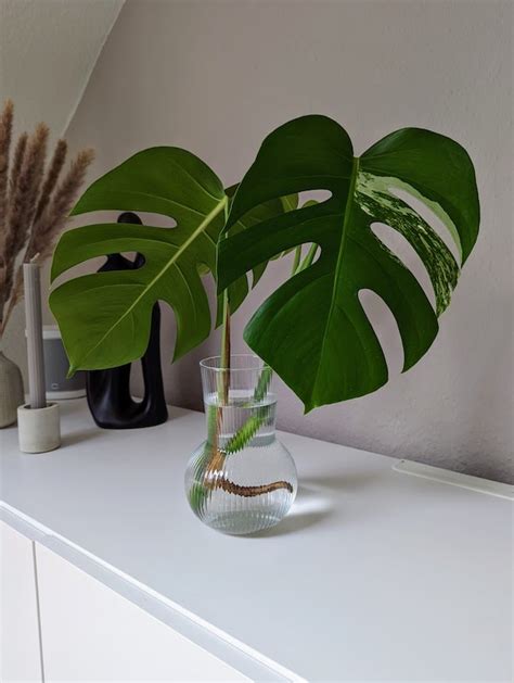 monstera ableger in wasser oder moos