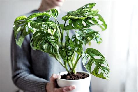 monstera skötsel