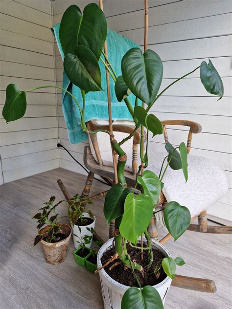 monstera utan flikar
