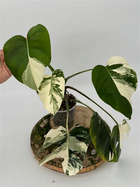 monstera variegata small form