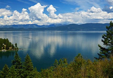 montana flathead