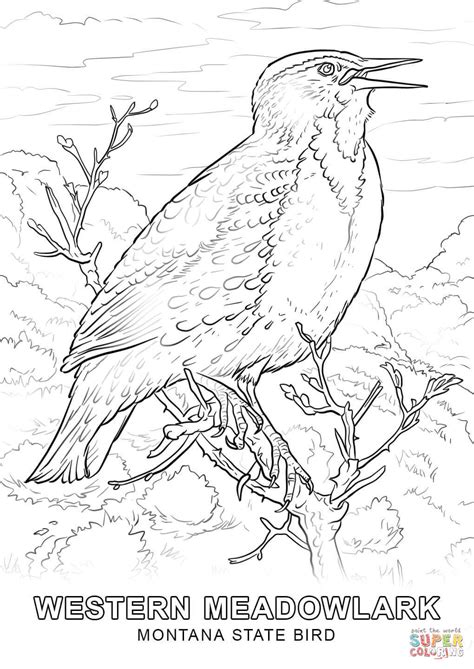Montana State Bird Coloring Page   Montana State Flag Coloring Page - Montana State Bird Coloring Page