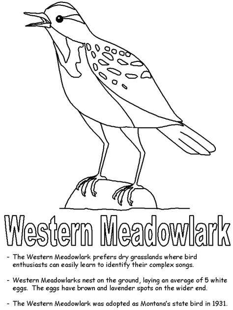Montana State Bird Western Meadowlark Coloring Page State Montana State Bird Coloring Page - Montana State Bird Coloring Page