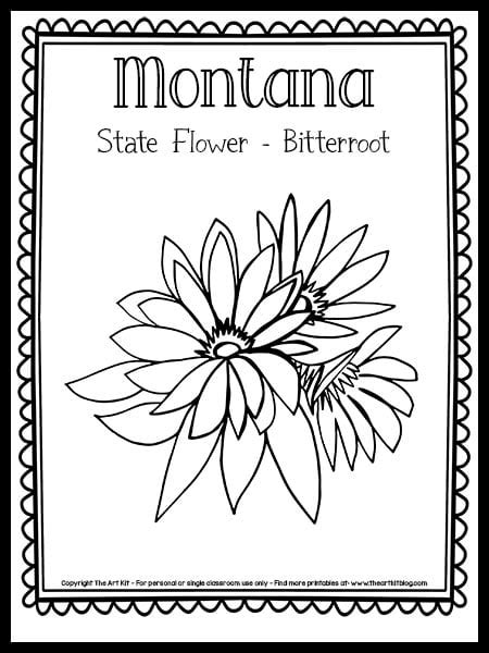 Montana State Flower Coloring Page   Montana State Flower Floral Emblem Bitterroot - Montana State Flower Coloring Page