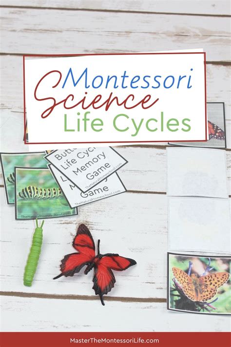 Montessori Science Life Cycles Master The Montessori Life Montessori Science Activities - Montessori Science Activities