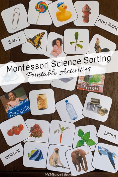 Montessori Science Sorting Printable Activities Momtessori Life Montessori Science Activities - Montessori Science Activities