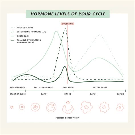Monthly Cycle Hormone Chart