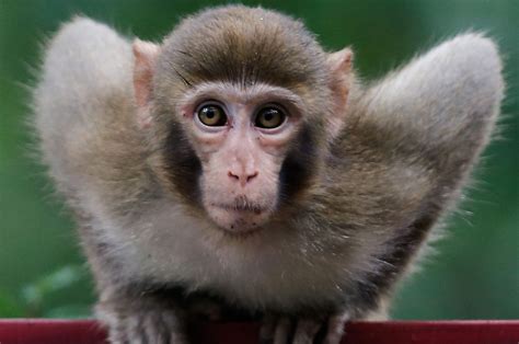 monyet | Monyet Tersejati 10 Fakta Unik AnimalFriendsJogja