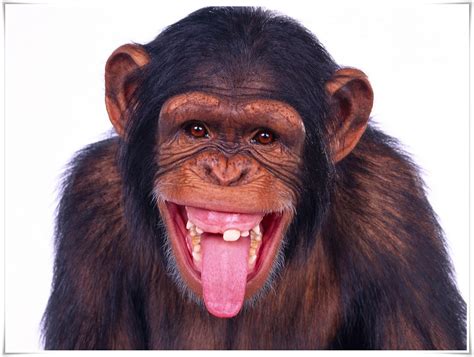 monyet lucu | Thng k video YouTube cho SUARA BINATANG