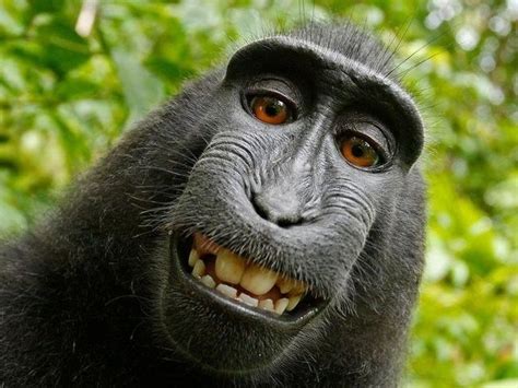 monyet selfie