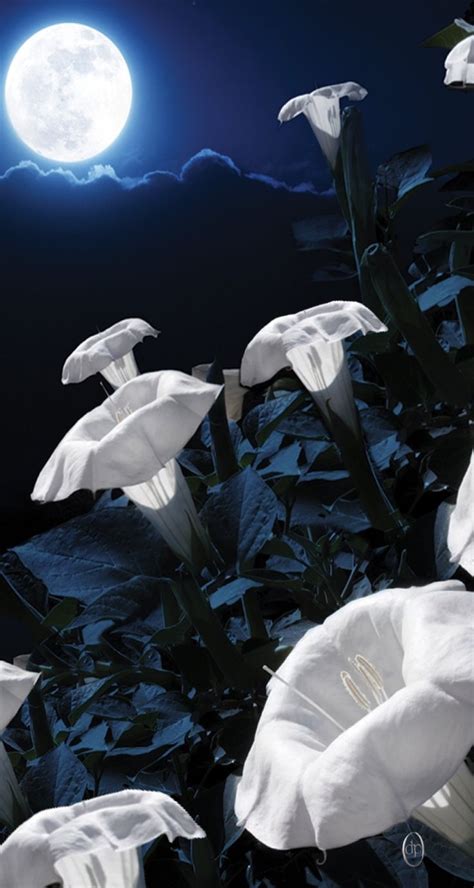 moon flower nude