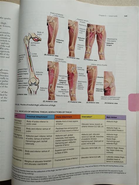 Moore Clinically Oriented Anatomy 6e Softcover North American Ed And Clemente Anatomy A Regional Atlas Of The Human Body North American Ed Package