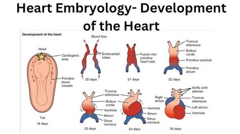Moore Embryology Heart Development