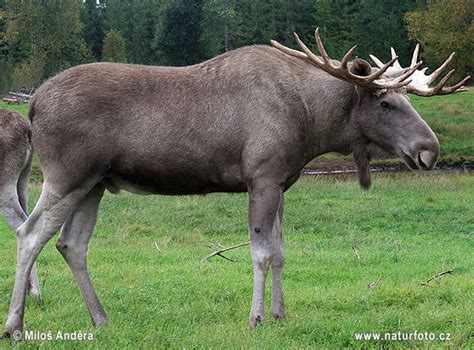 moose, elk, sığın, kuzeyin uzun bacaklı, attan ve mandadan daha iri bir kaç geyik çeşidi.