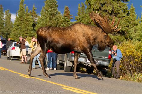 moose of alaska