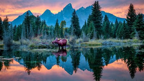 moose wyoming
