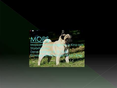 mops vikt