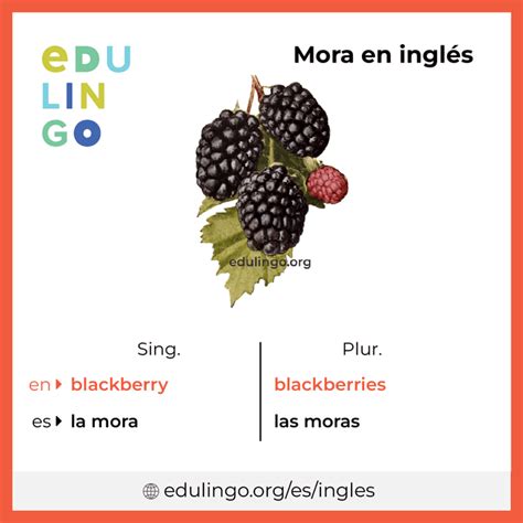 Mora En Ingles