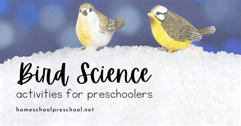 More Than 25 Bird Science Activities For Preschoolers Bird Science Activities For Preschoolers - Bird Science Activities For Preschoolers