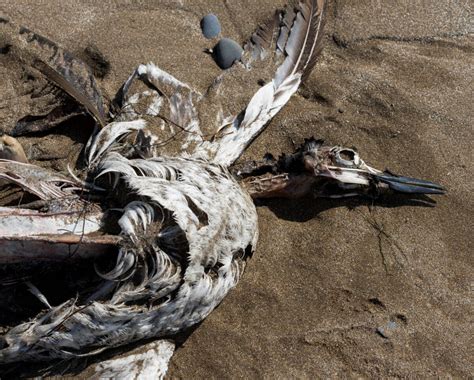 More Than 500 Dead Seabirds Wash Up On Numbers Up To 100 - Numbers Up To 100