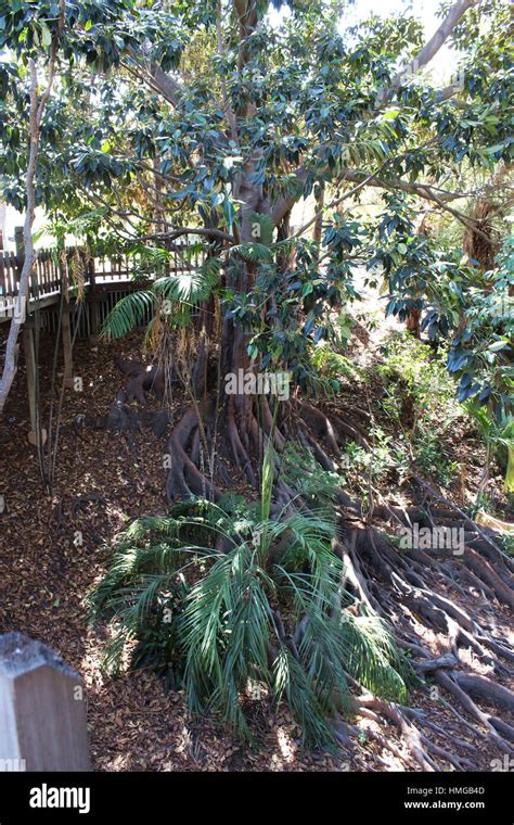 moreton bay fig tree root system
