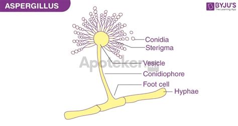morfologi jamur aspergillus