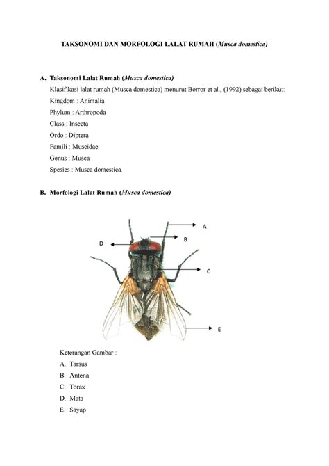 morfologi lalat