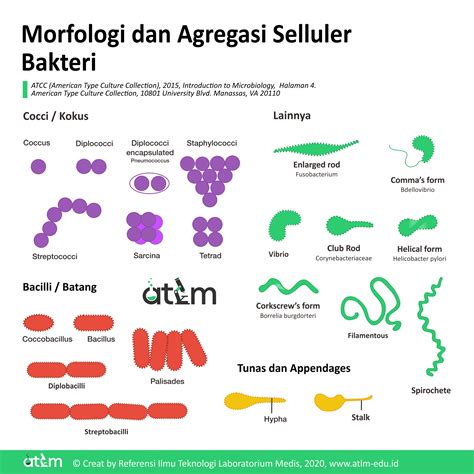 morfologi sel