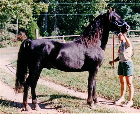 morgan horse registry search