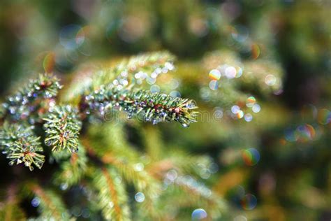 Morning Dew On A Pine Branch With A Flowers That Look Like Pine Cones - Flowers That Look Like Pine Cones