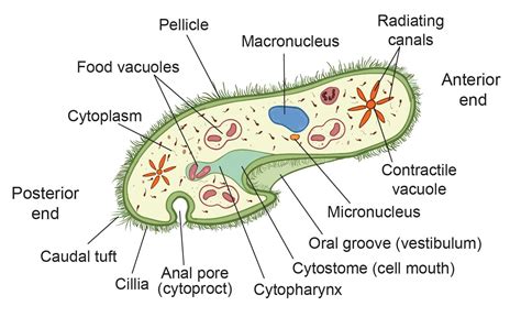 Morphological And Molecular Characterization Of Paramecium Practice Division - Practice Division