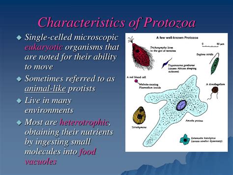 morphological characteristics of protozoa