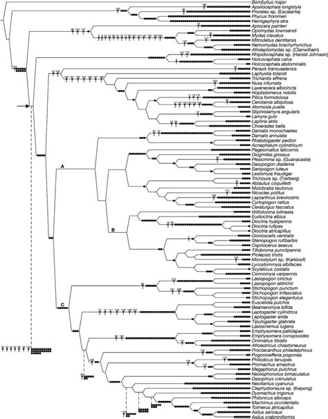 Morphological Evidence Cladogram