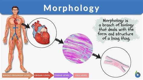 morphology