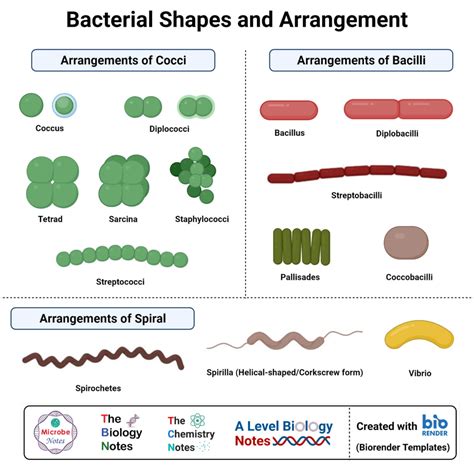 Morphology Of Bacteria Sizes Shapes Arrangements Examples Characteristics Of Bacteria Worksheet Answers - Characteristics Of Bacteria Worksheet Answers
