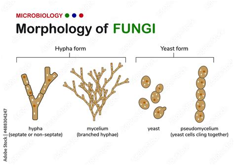 Morphology Of Fungi