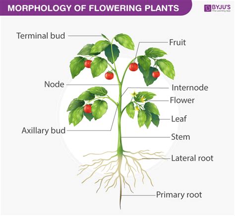 Morphology Of Plants