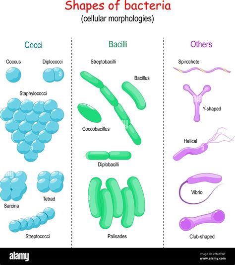 Morphology Of The Bacteria