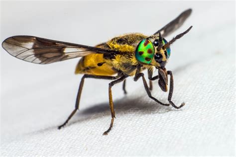 Mosca De Tabano