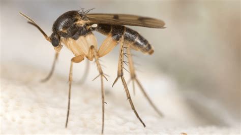 moscerini in camera da letto