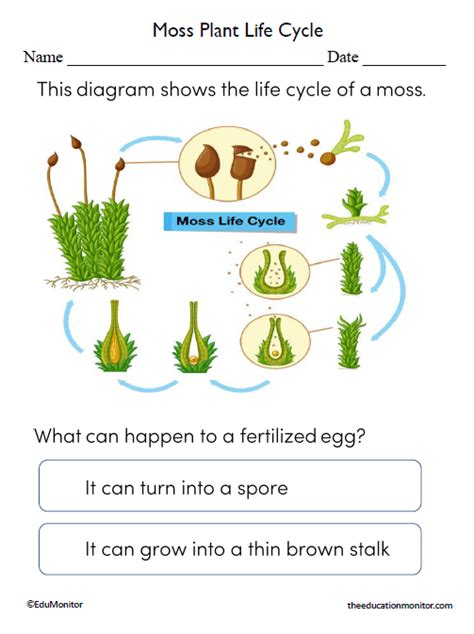 Moss Life Cycle Printable Worksheet Purposegames Moss Life Cycle Worksheet - Moss Life Cycle Worksheet