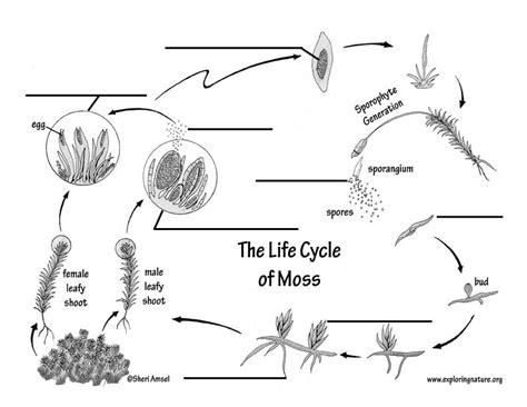 Moss Life Cycle Worksheet   Moss Definition Types Life Cycle Importance Examples - Moss Life Cycle Worksheet