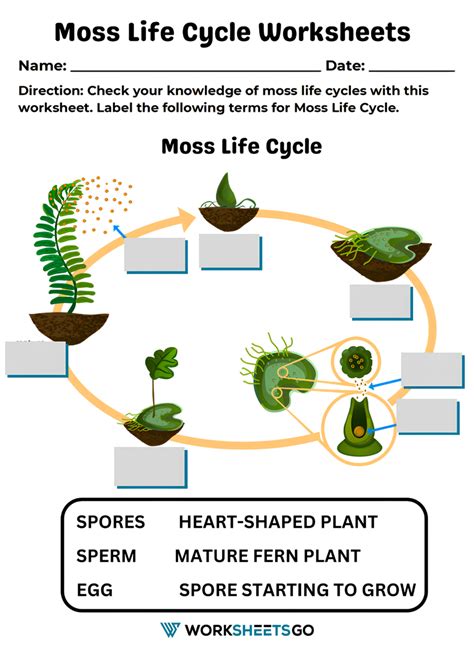 Moss Life Cycle Worksheets Learny Kids Moss Life Cycle Worksheet - Moss Life Cycle Worksheet