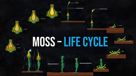 Moss Life Cycle Youtube Moss Life Cycle Worksheet - Moss Life Cycle Worksheet