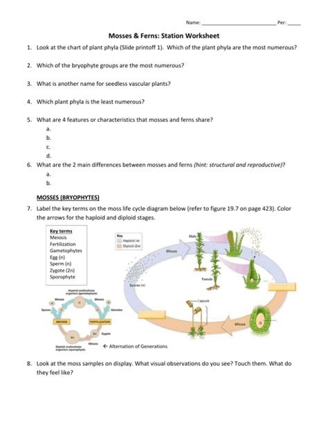 Mosses Amp Ferns Station Worksheet Studylib Net Moss Life Cycle Worksheet - Moss Life Cycle Worksheet