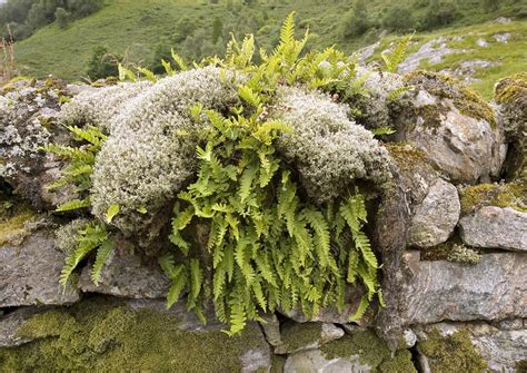 Mosses And Ferns